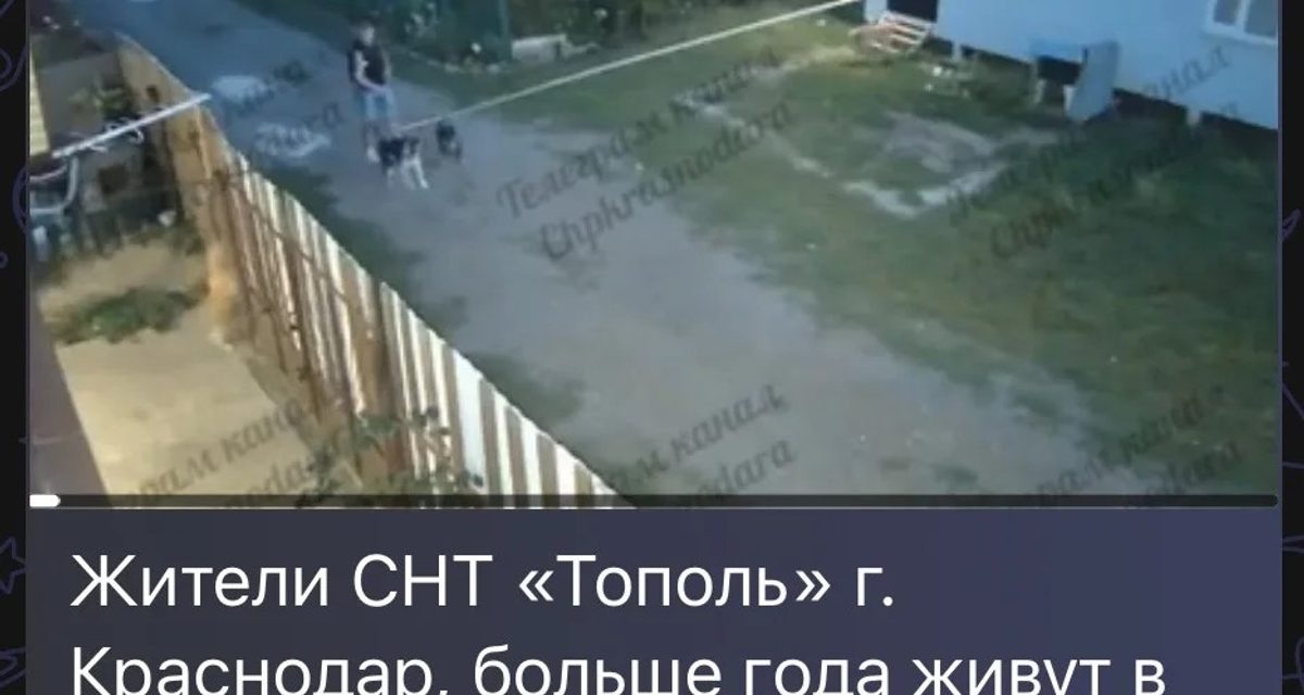 Полиция проверяет гибель домашнего животного в СНТ «Тополь» после нападения собак